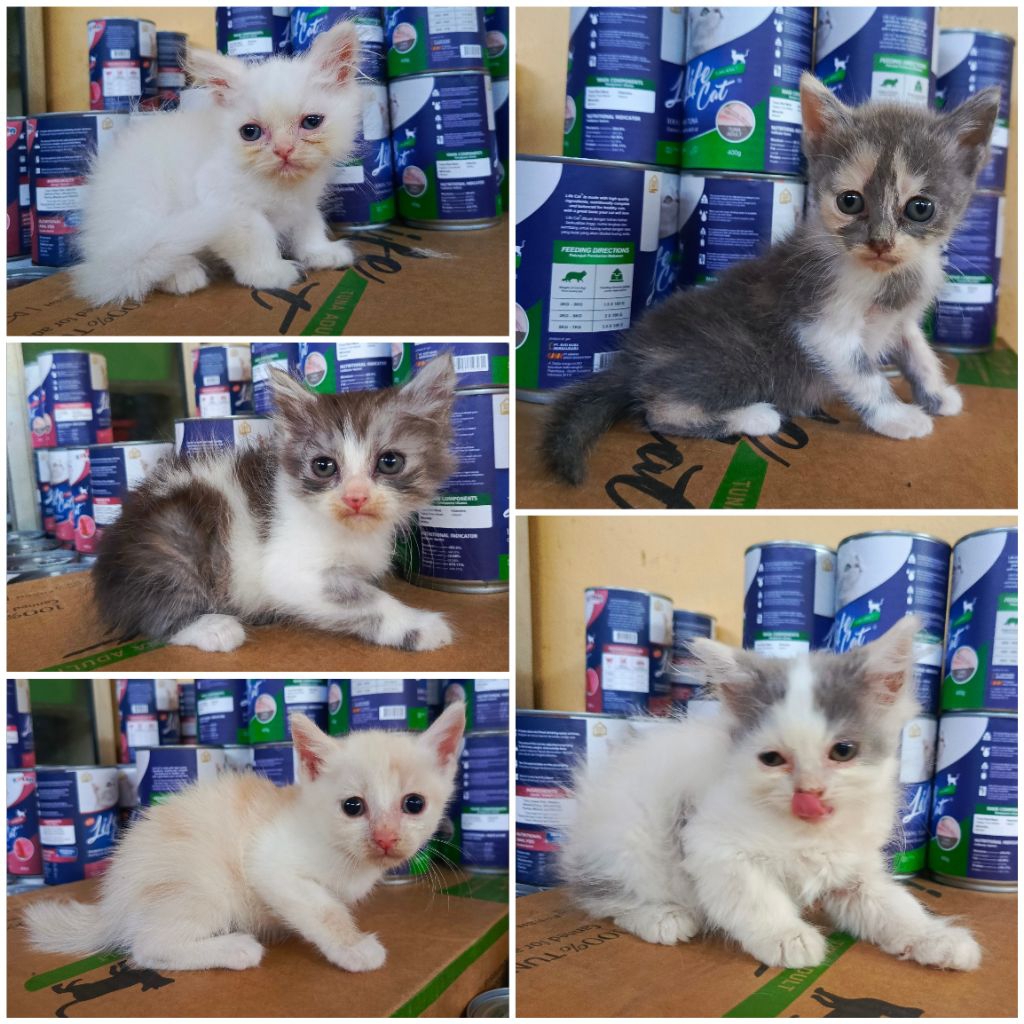 [INSTAN PALEMBANG] KUCING CAMPURAN HIMALAYA DAN PERSIA KHUSUS PALEMBANG HANYA MENGGUNAKAN GOSEND