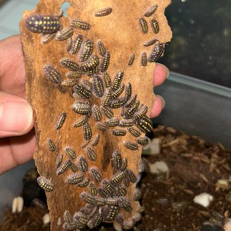 Mainan Imitasi Isopod Armadillidium Gestroi Juve