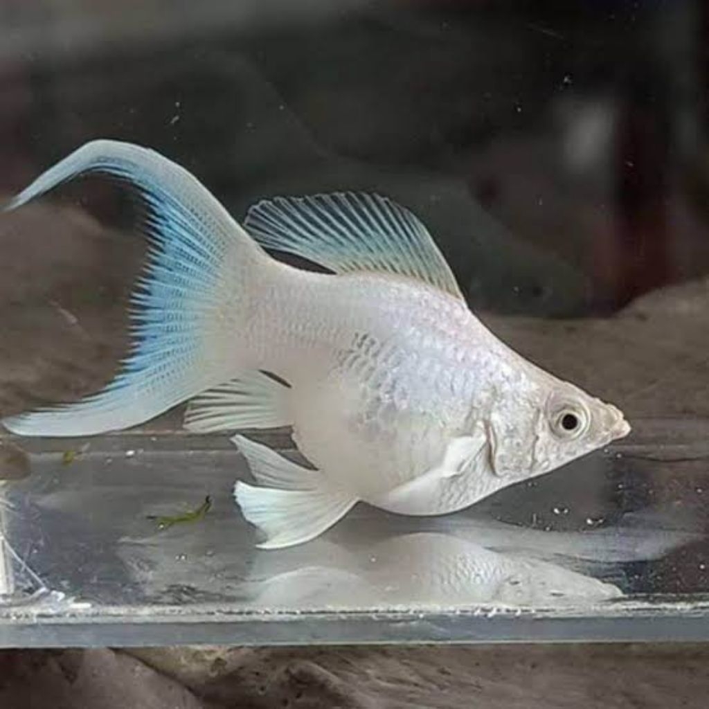 Molly Platinum Cawang