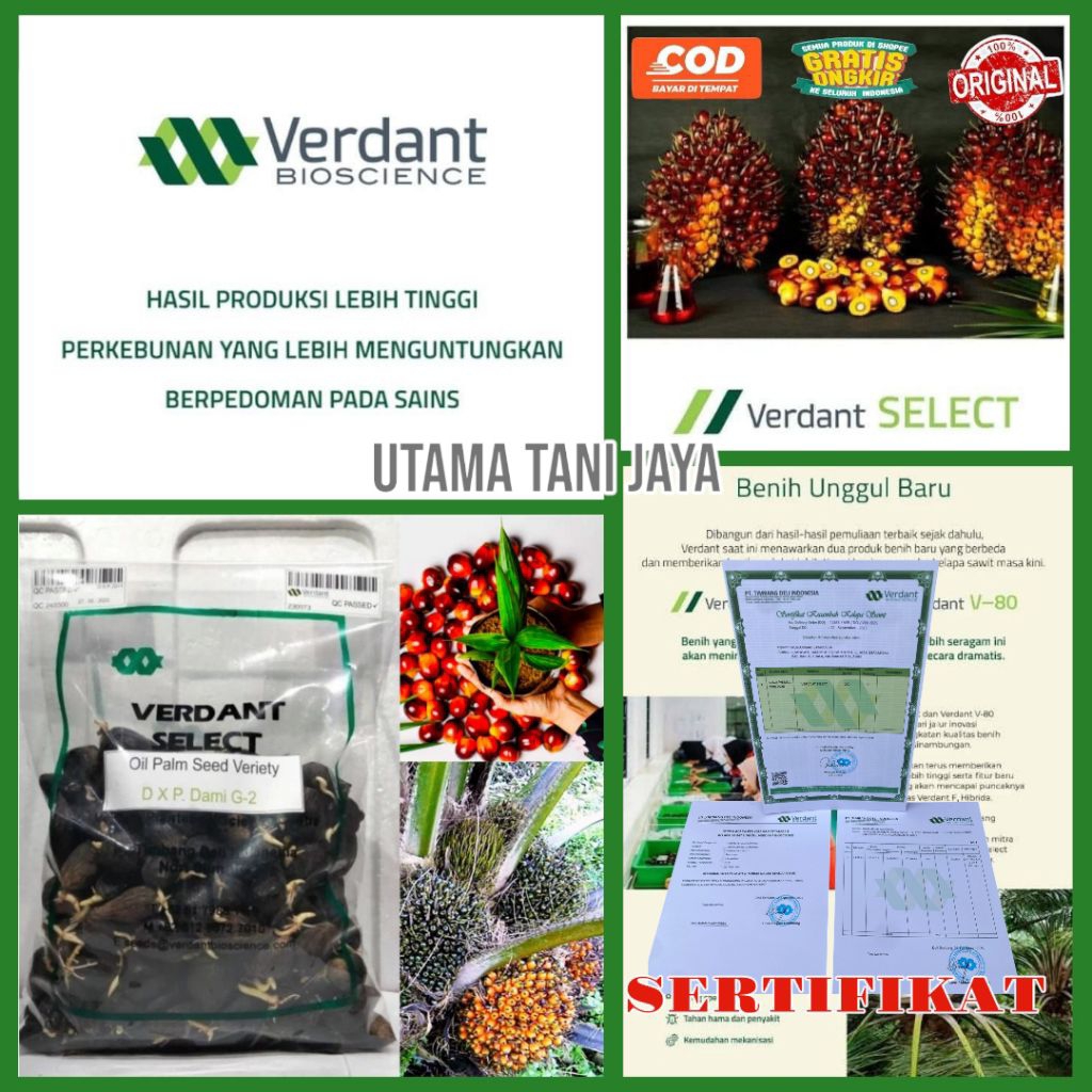 BENIH BIBIT KECAMBAH SAWIT VERDANT SELECT ORIGINAL UNGGUL DAPAT SERTIFIKAT