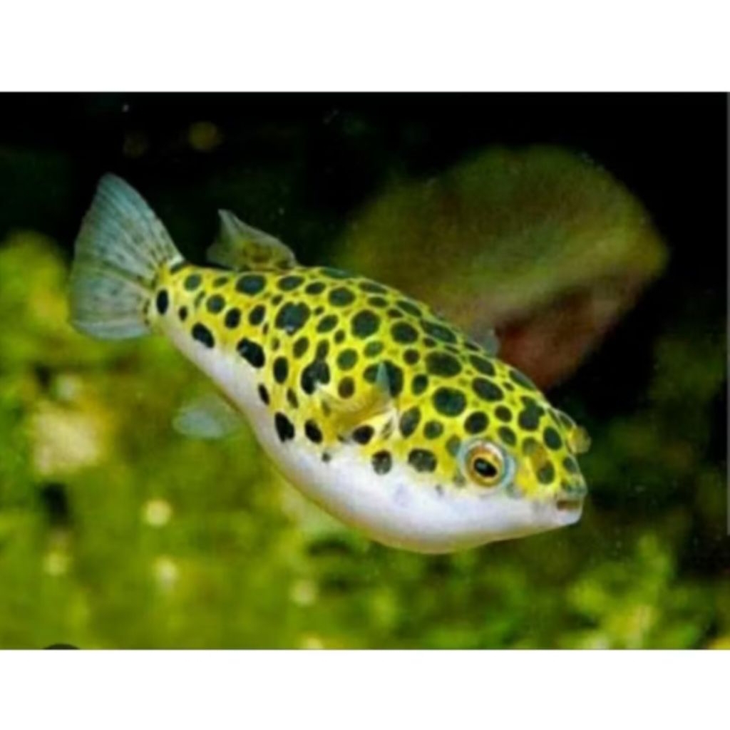IKAN HIAS BUNTAL MINI PUFFER SIZE KECIL PER EKOR