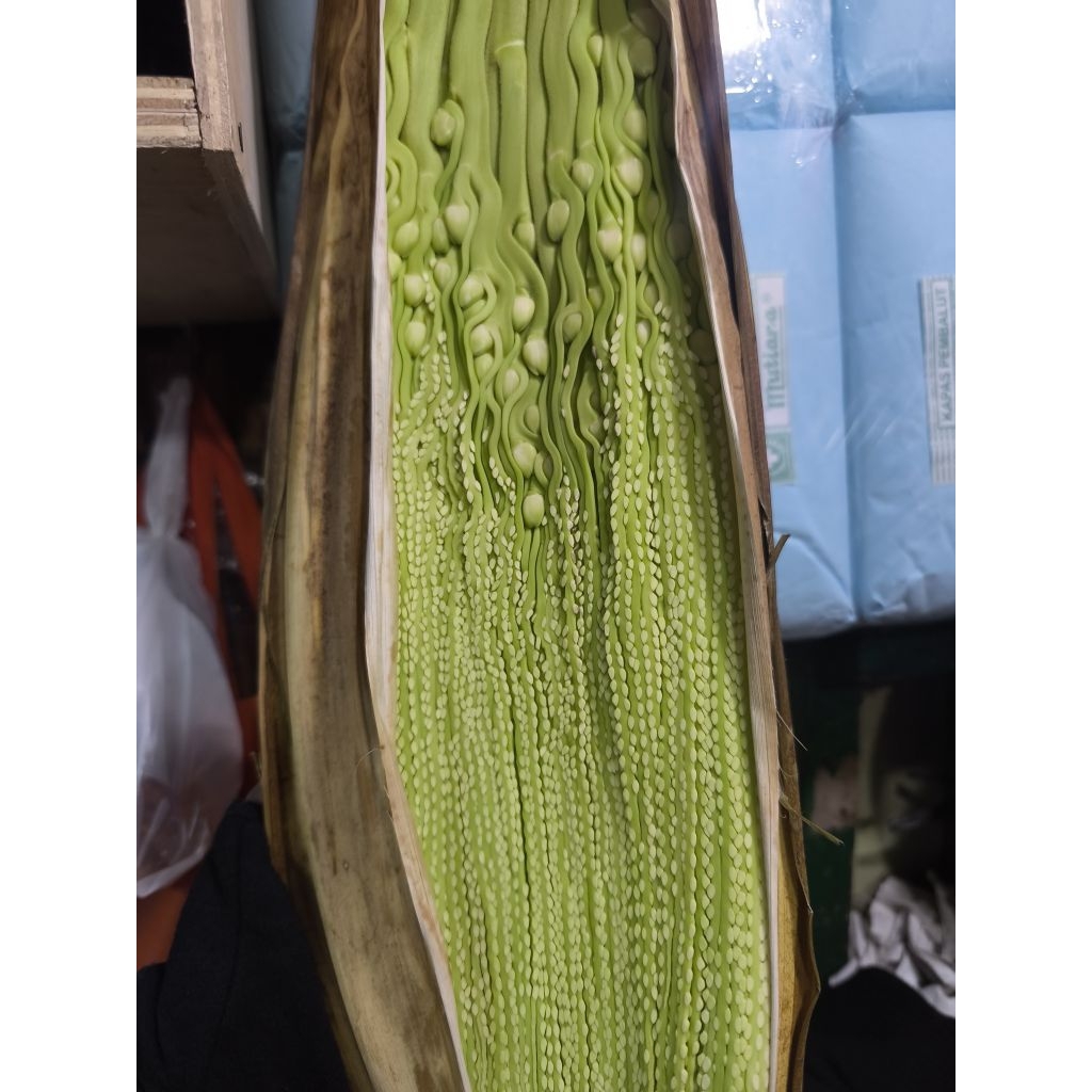 

Mayang Jambe Asli Fresh