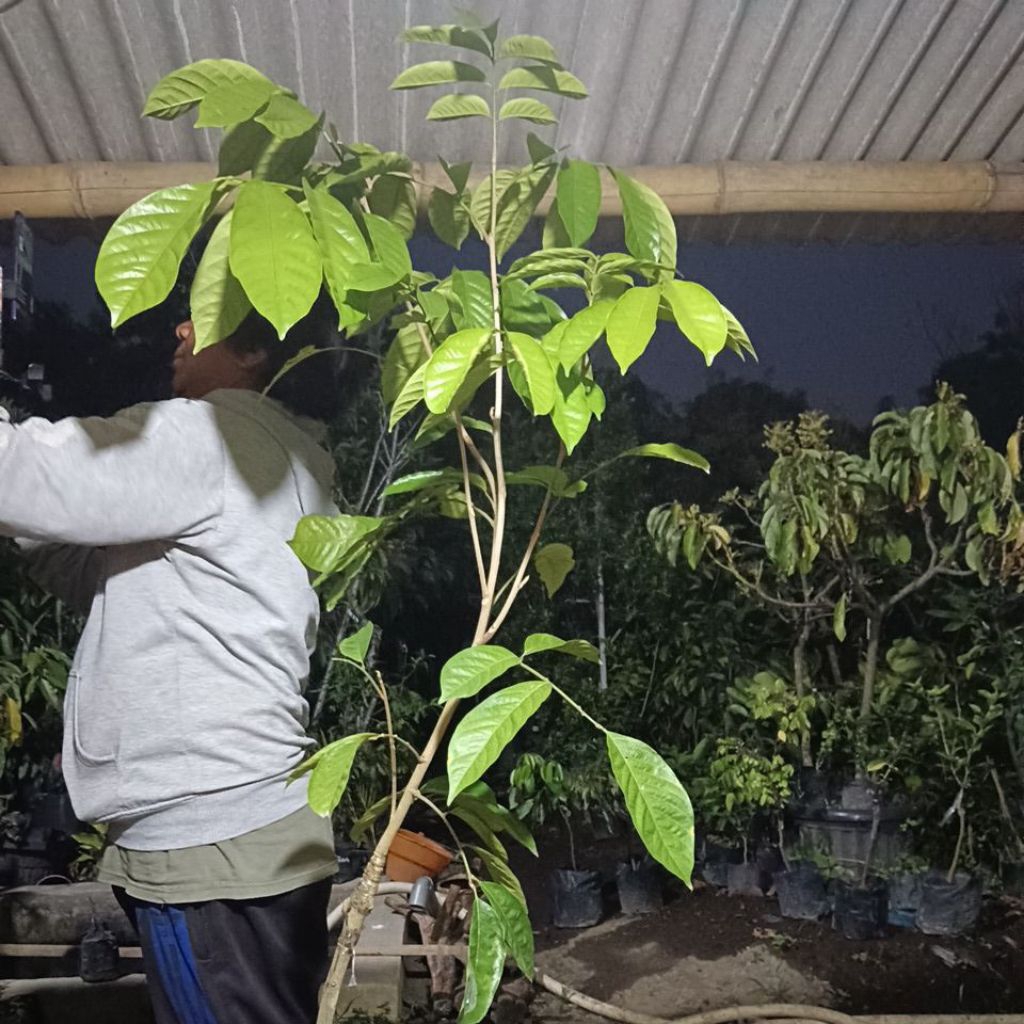 Tanaman Lokong / Duku Thailand