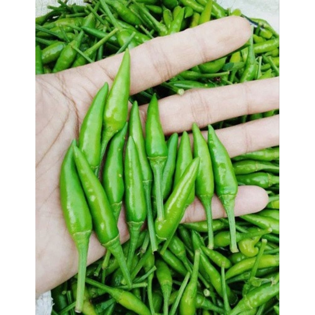 

Lombok Ijo Rawit Segar 100 gram Cabe Hijau Pedas Fresh