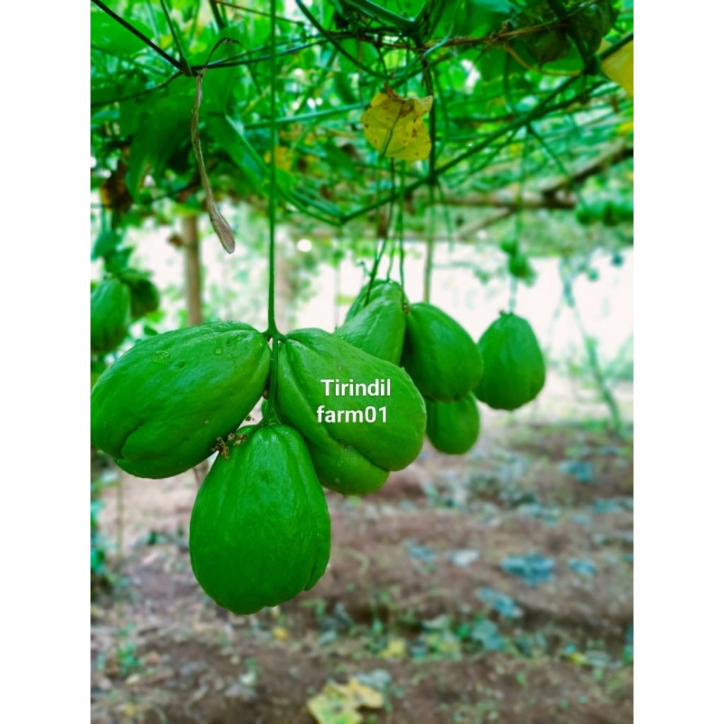 benih labu Siam anggur bibit labu jipang sayuran .labu Siam anggur siap tanam