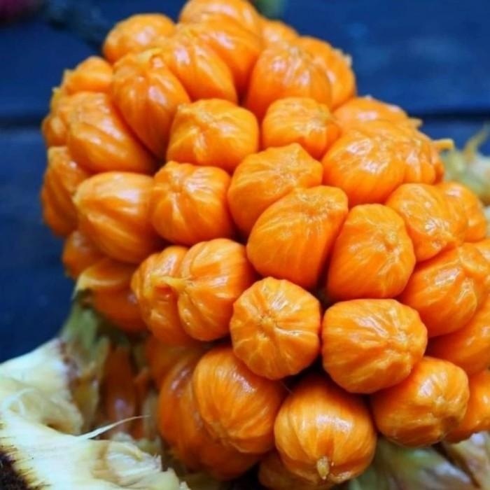 bibit cempedak king orange asli malaysia