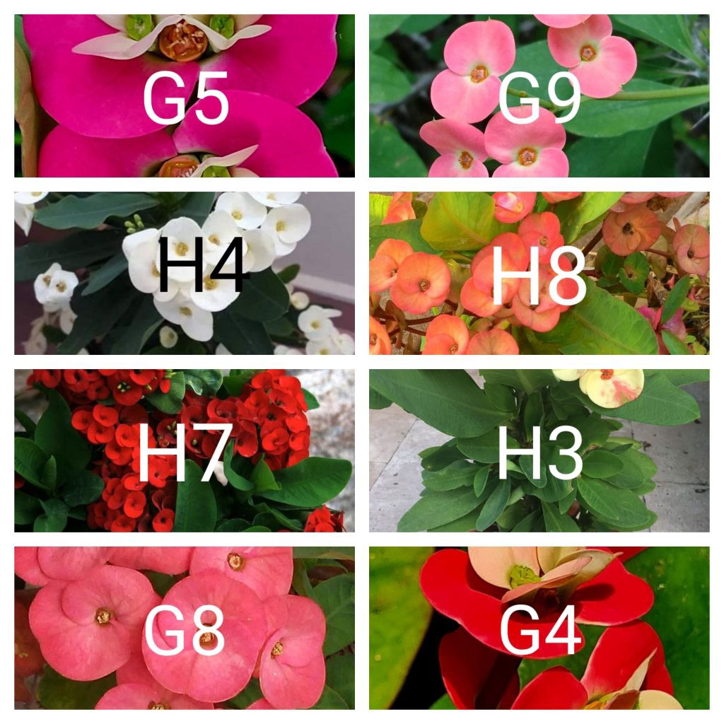 Tanaman hias euphorbia paket 32 macam jenis bunga