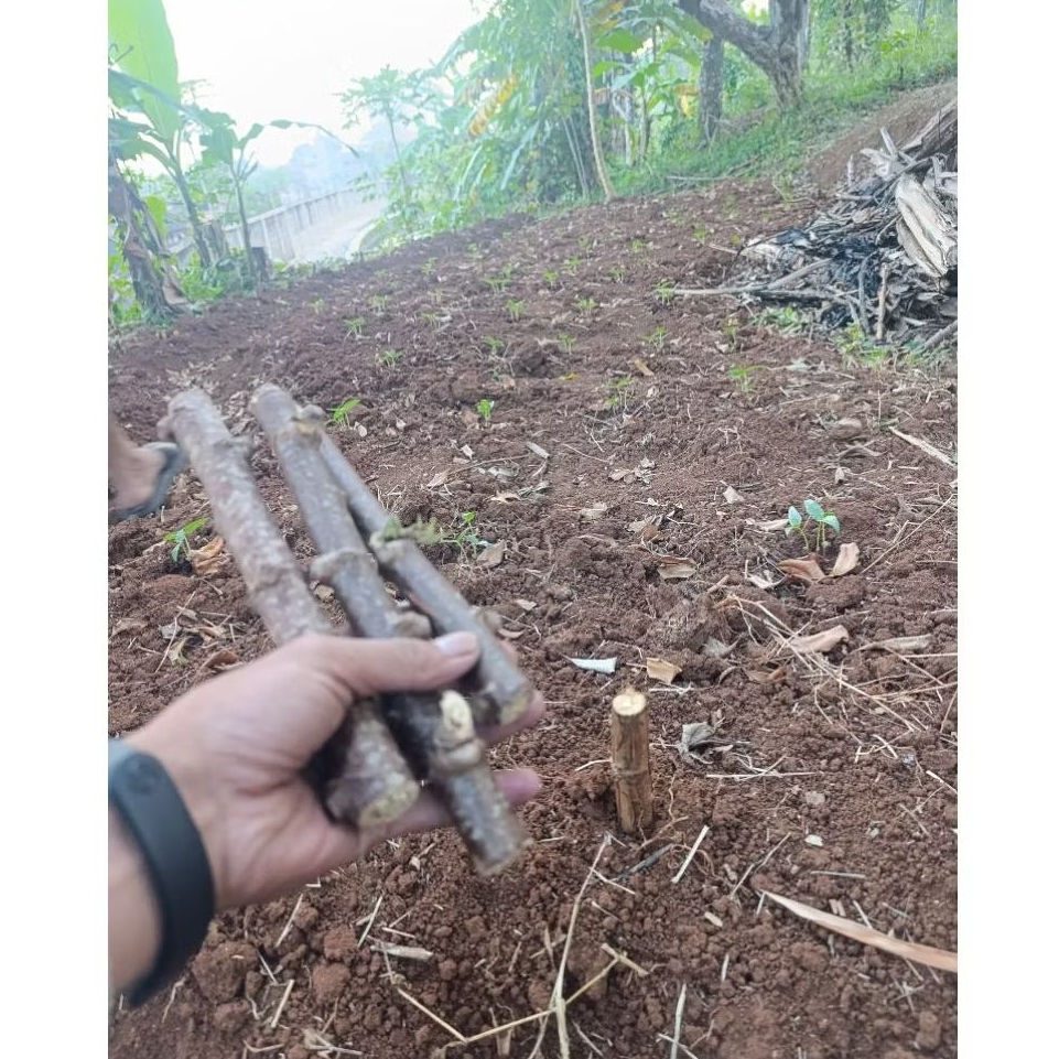 

Singkong Keju / Ketela Pohon / Ubi Kayu _ bibit singkong keju super pulen kualitas terbaik