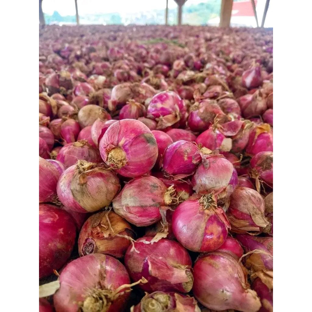 

BAWANG MERAH LOKAL GARUT SUPER SEDANG LANGSUNG DARI PETANI