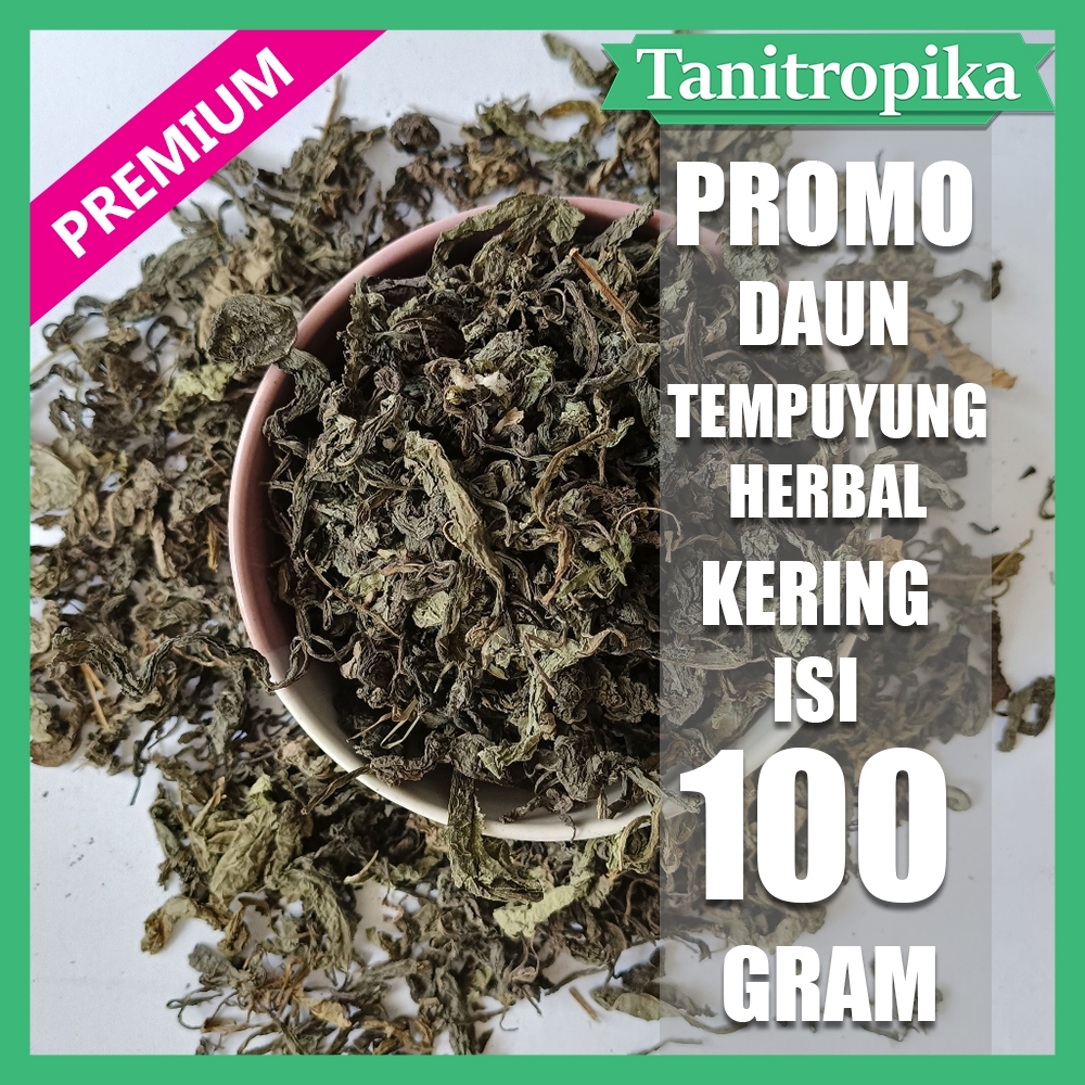 

Daun Tempuyung kering 100 gram Herbal Alami tani tropika