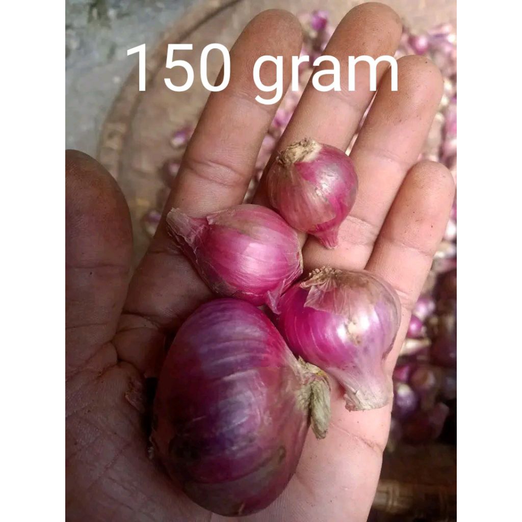 

BAWANG MERAH LOKAL GARUT BALI KARET 150 GRAM
