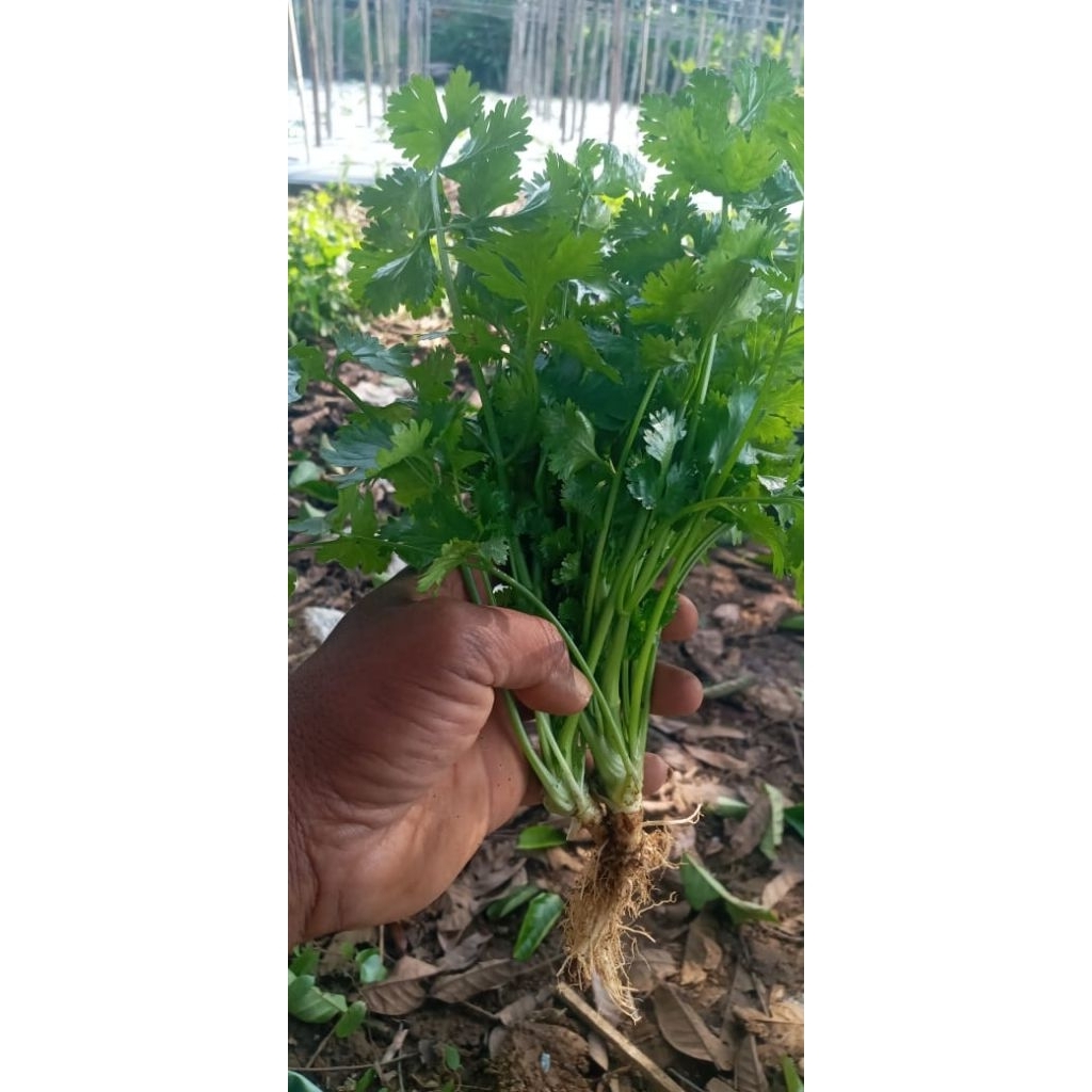 

wansuy atau daun ketumbar promo murah