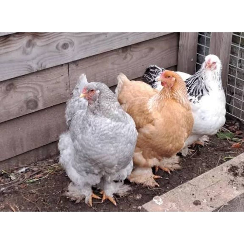 Telur tetas Ayam Brahma