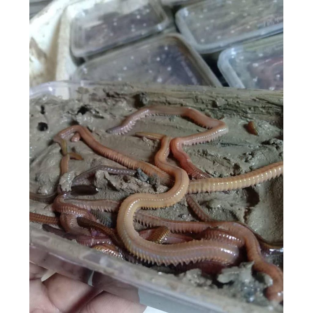 cacing lengki /cacing laut kilang kilung 1 ons