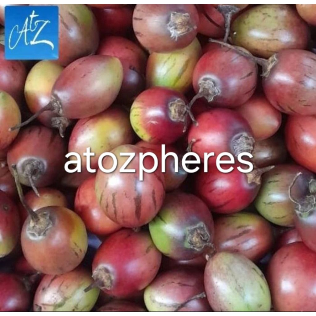 

Buah terung terong belanda segar pilihan fresh tamarillo 1kg