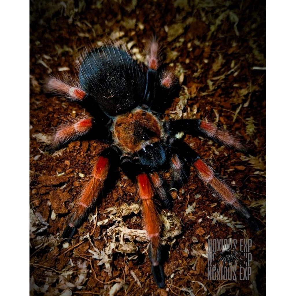 KARTU TARANTULA BRACHYPELMA BOEHMEI