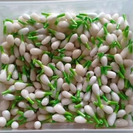 Erlion Melati Imitasi, Melati sultan premium