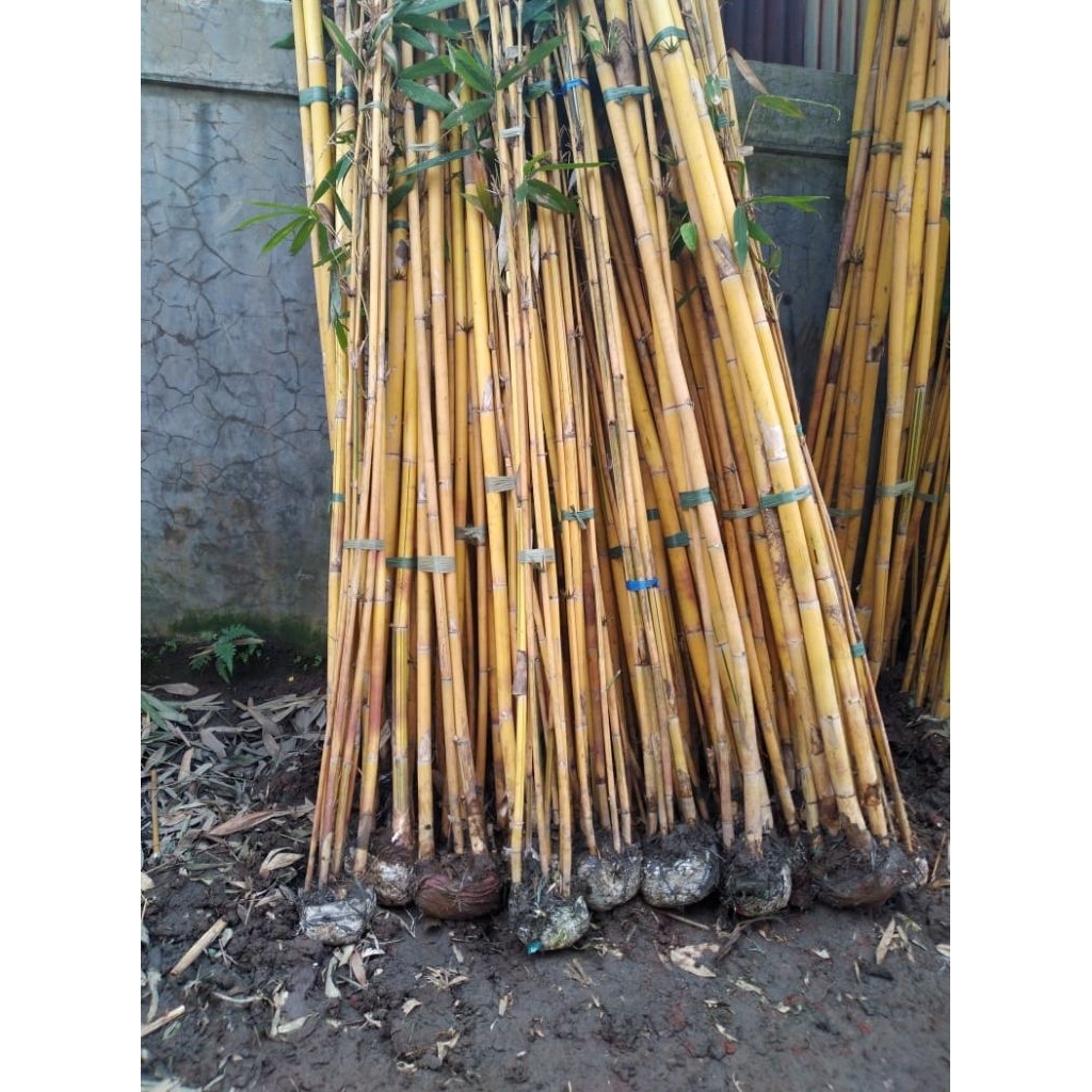 BAMBU KUNING,BAMBU PANDA | POHON BAMBU
