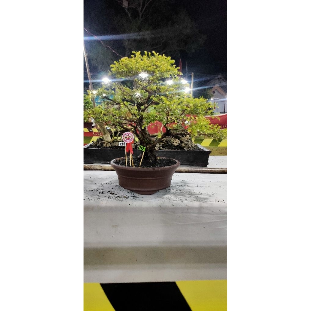 Bonsai Cucur atap Ostrali / sapu sapu