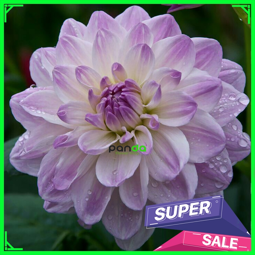 Umbi Bunga Dahlia - Bunga Dahlia Unggul Ukuran Besar