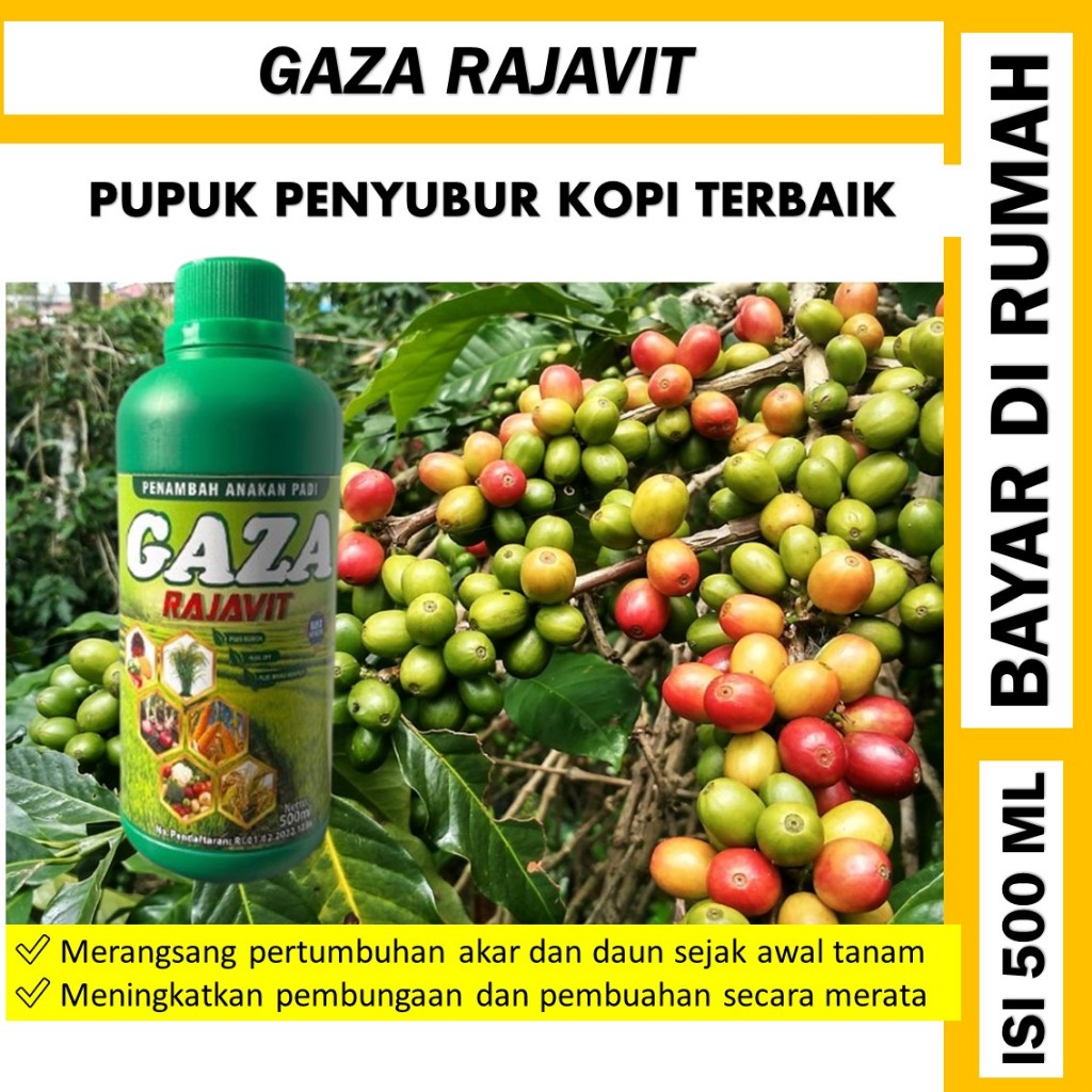 gaza rajavit pupuk cair penyubur buah kopi - pupuk organik cair kopi  - pupuk untuk tanaman kopi amp