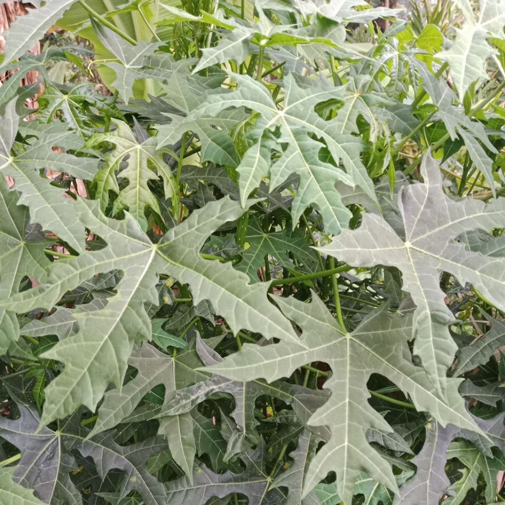 

Daun Gedi Atau Daun Manihot Segar 500 Gram