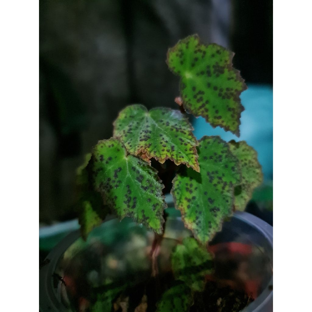 begonia sp Sulawesi