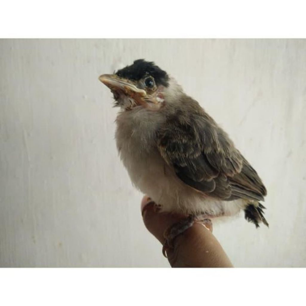 Burung Anakan Lolohan Kutilang Istimewa