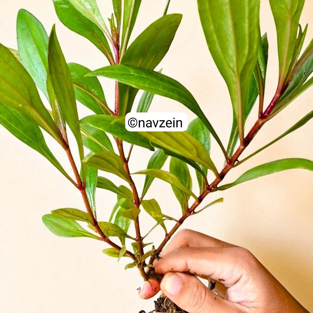 

Prasman/Genjik 25 cm | REMPAH HERBAL | SUDAH BERCABANG