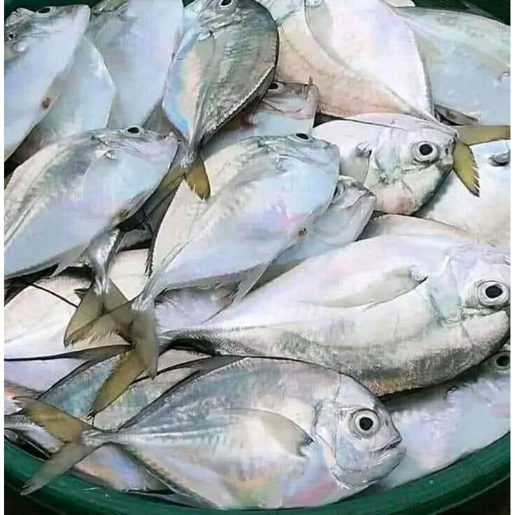 ikan kue laut segar