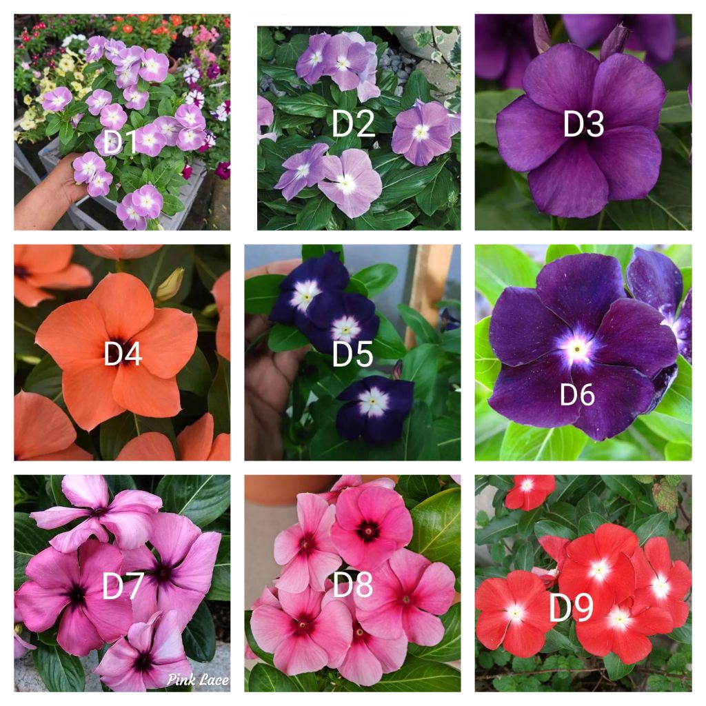 Tanaman hias gantung vinca paket 45  aneka macam bunga