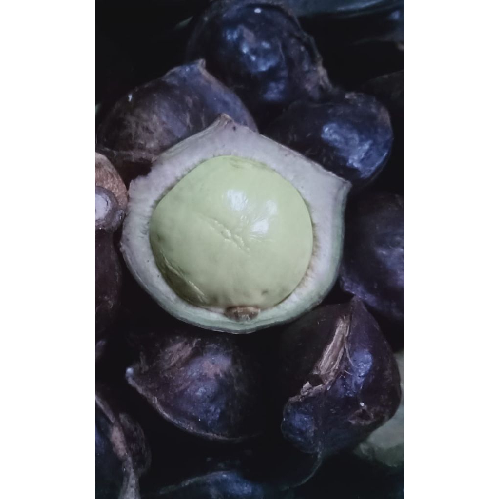 

jengkol muda cangkak lalapan 1000g