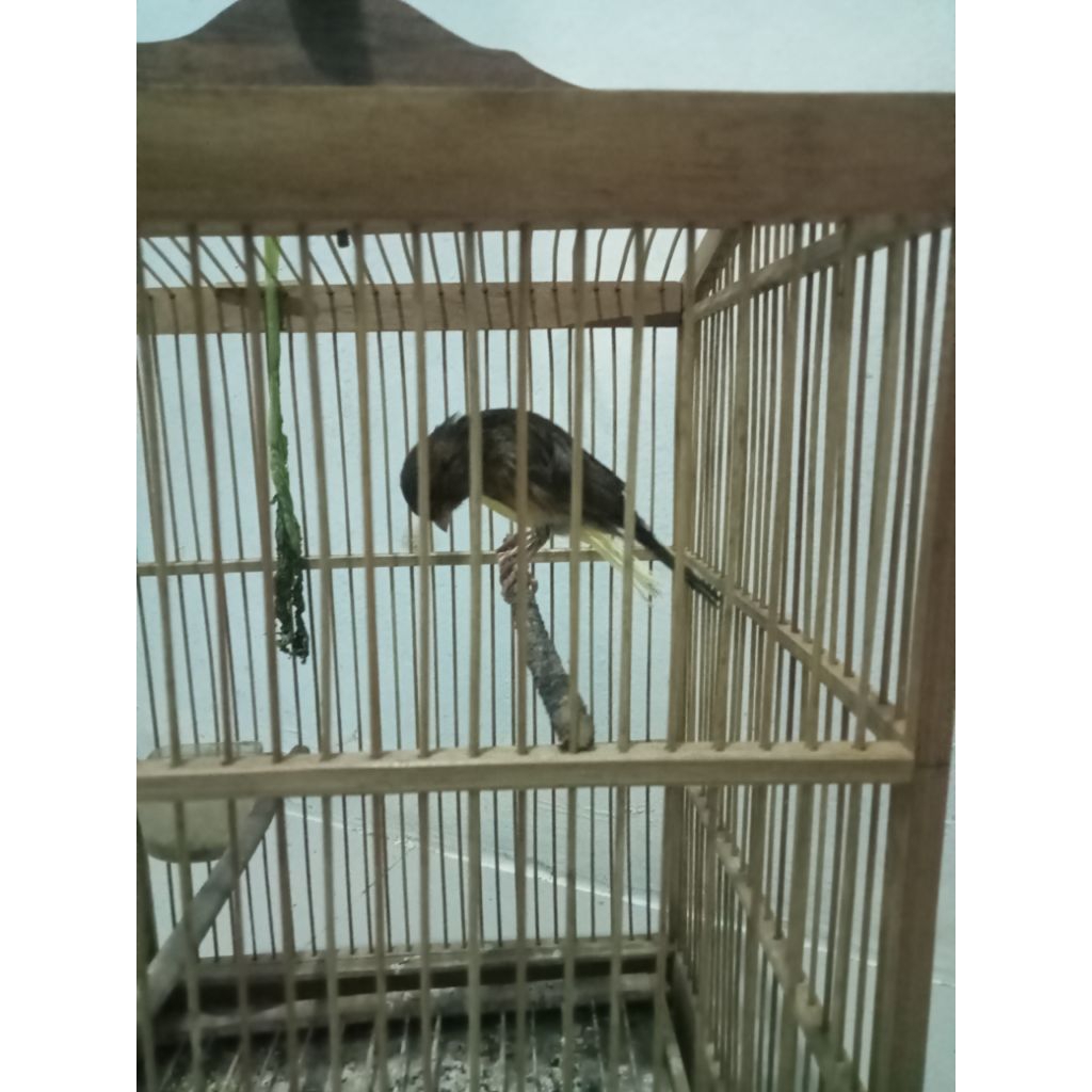 burung kenari jantan dan betina af