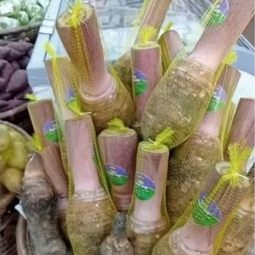 

Talas super utuh jumbo segar-+1kg