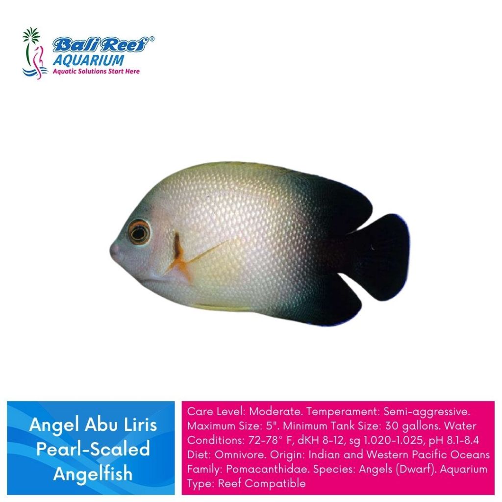 Ikan Hias Aquarium Air Laut Angel Abu Liris
