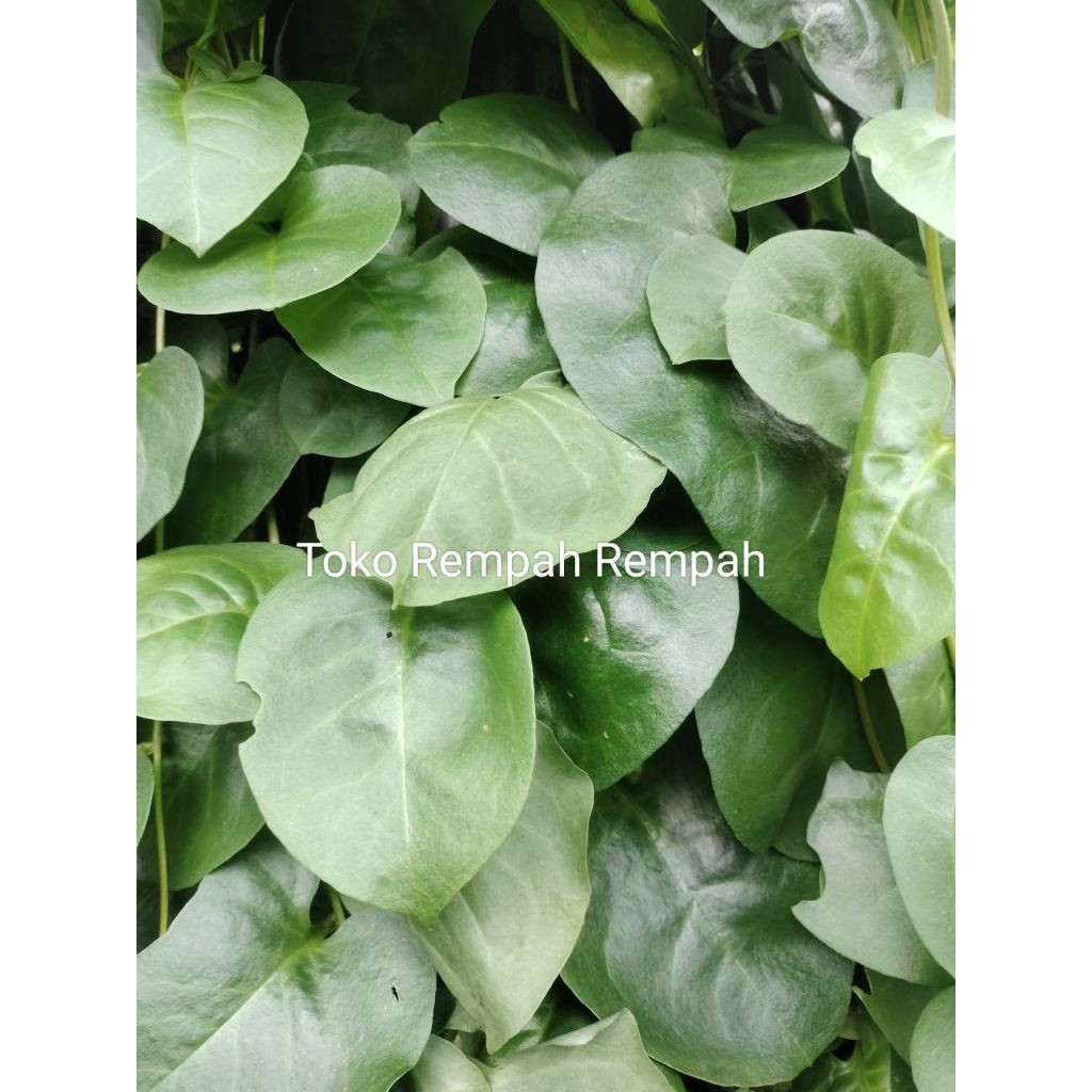 

DAUN BINAHONG REMPAH DAUN BINAHONG SEGAR / 1KG