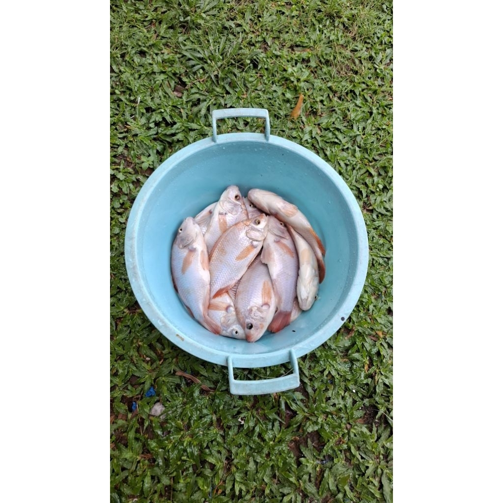 

Nila Merah SEGAR 1/2kg