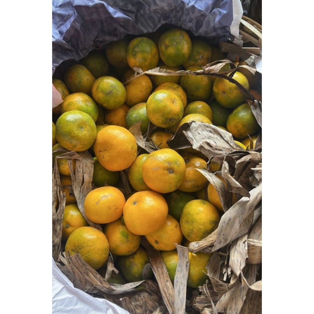 

JERUK MEDAN BESAR / JERUK MEDAN BERASTAGI / JERUK MEDAN JENIS AB 500gram