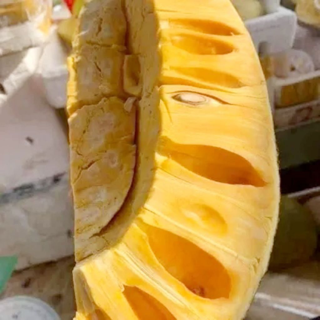 bibit nangka j33