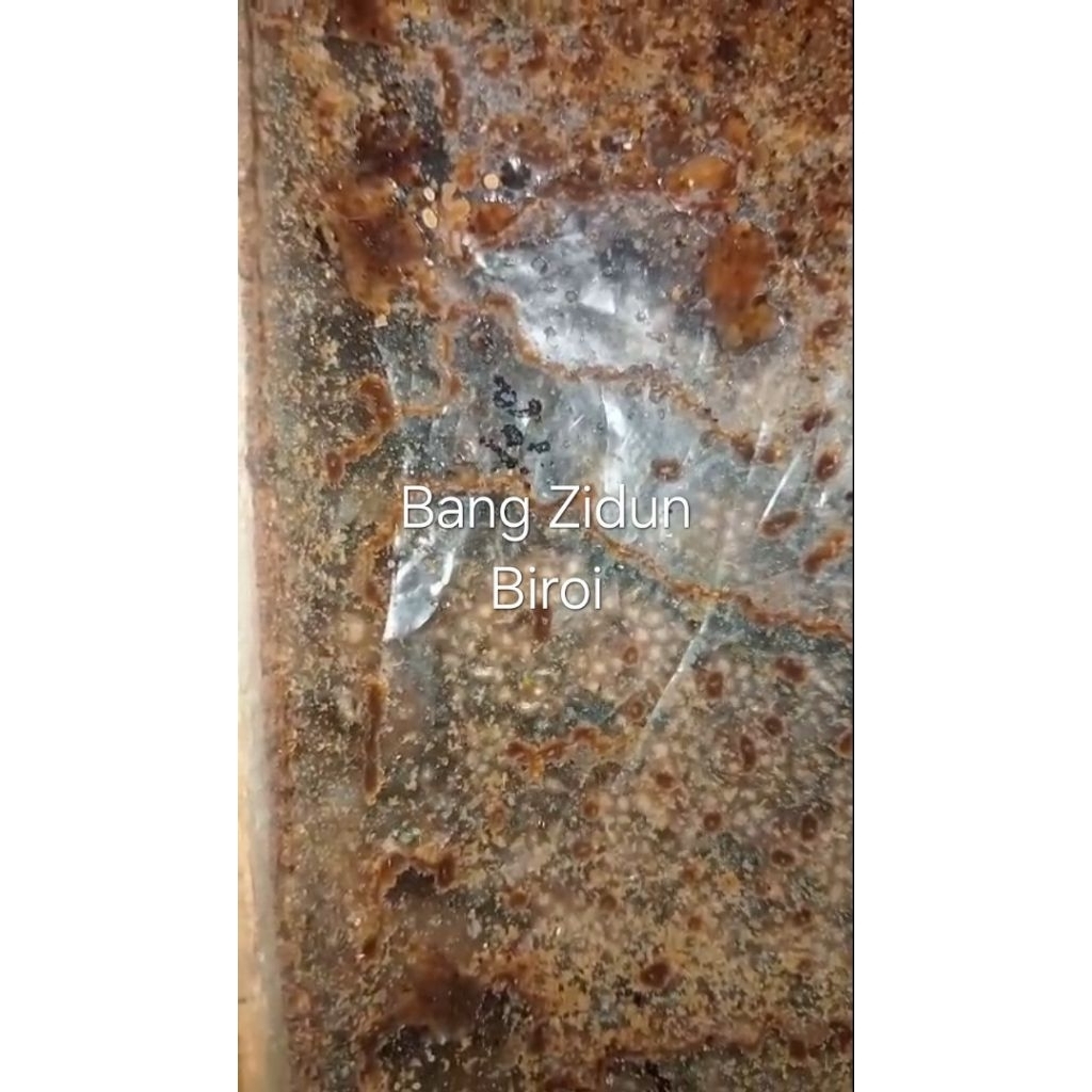 Bibit lebah trigona jenis Biroi Super free ongkir