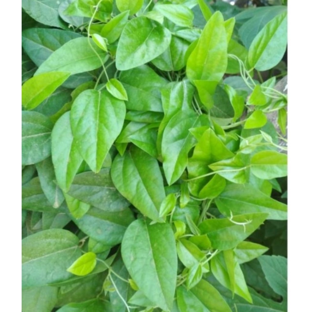 

Daun camcauh segar/100lembar