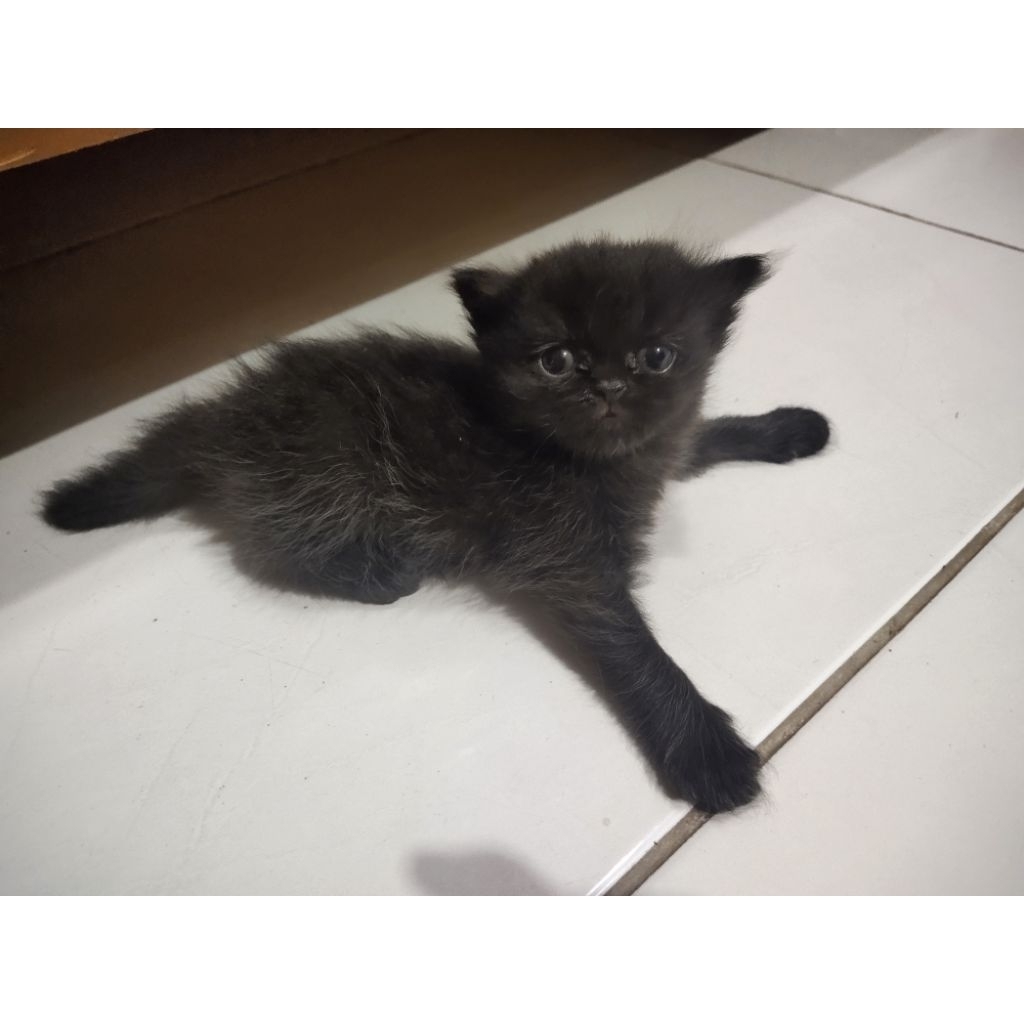Lepas Adopsi Kucing Persia Kitten warna hitam solid lucu banget
