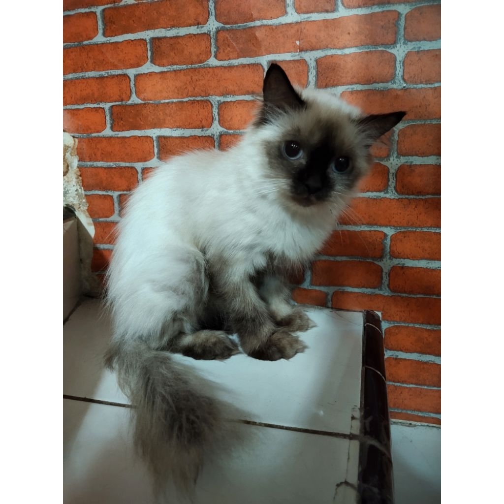 Lepas Adopsi Kucing Himalaya Persia warna putih lucu banget