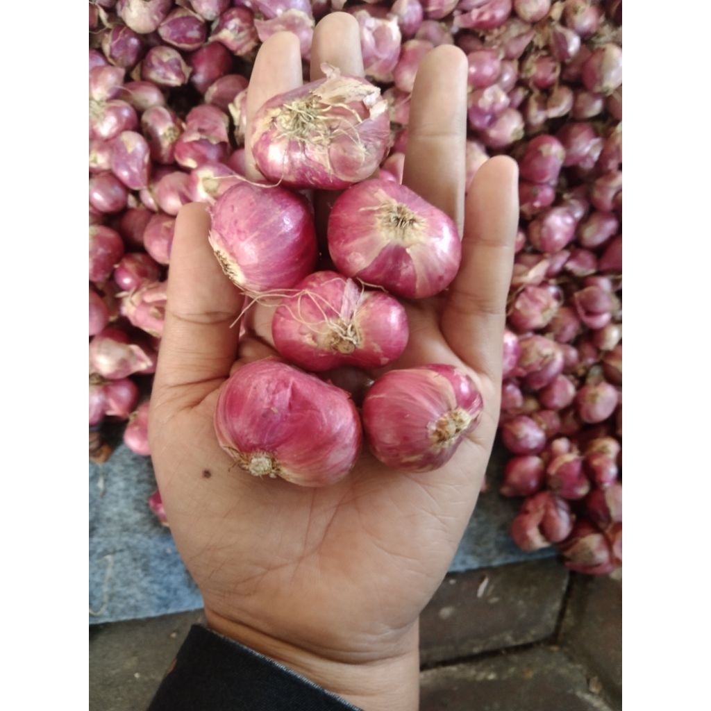 

bawang merah probolinggo bawang paling sedap