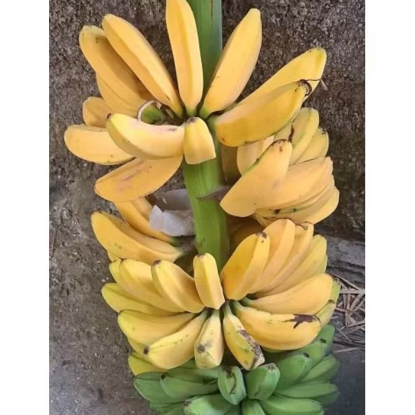 

Pisang Kepok kuning