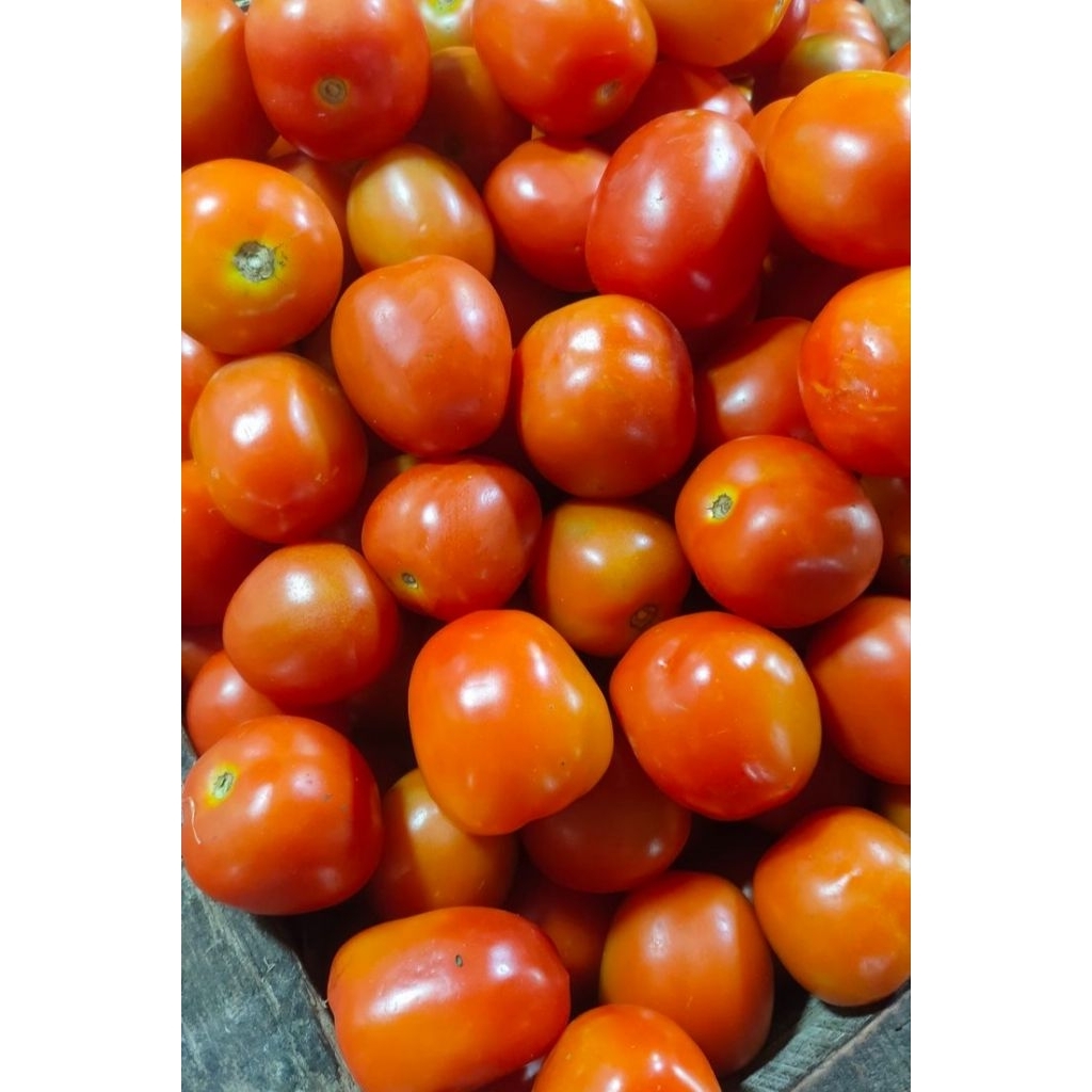 

Tomat segar 1kg dari tanah, untuk hidup sehat