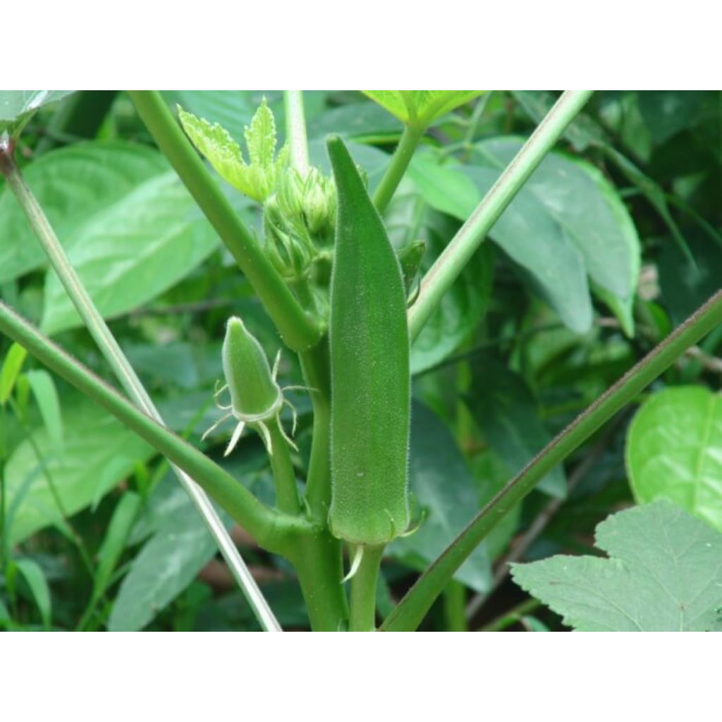 bibit okra hijau super