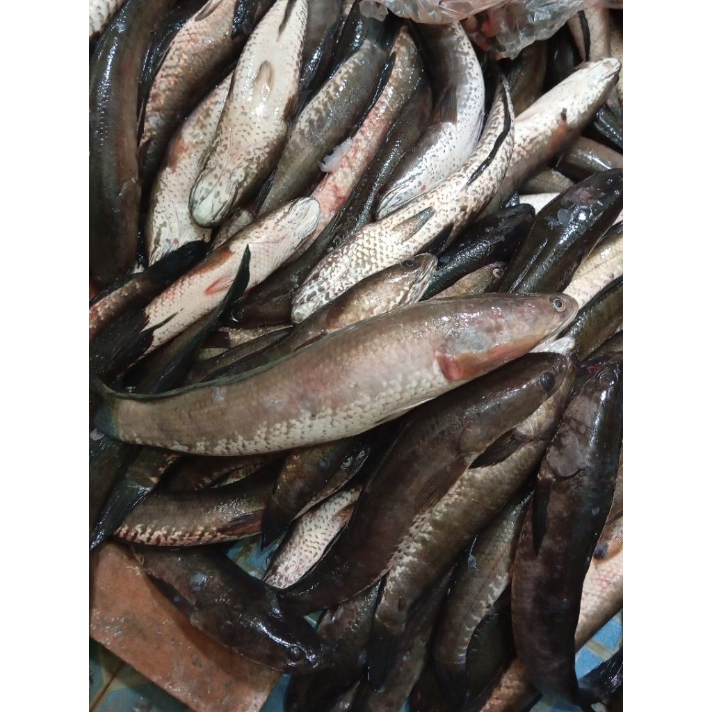 

TERMURAH | IKAN GABUS FROZEN FRESH
