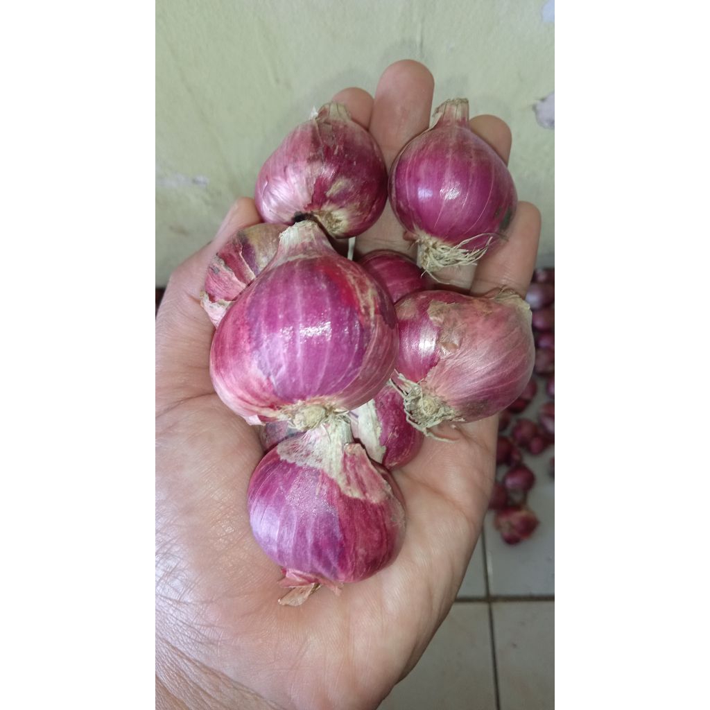 

bawang merah super b