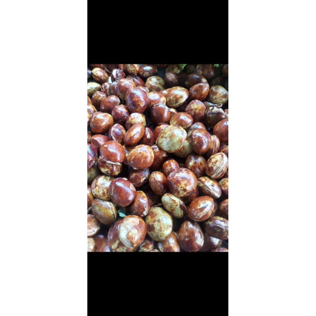 

Jengkol tua lampung paking plastik vakum